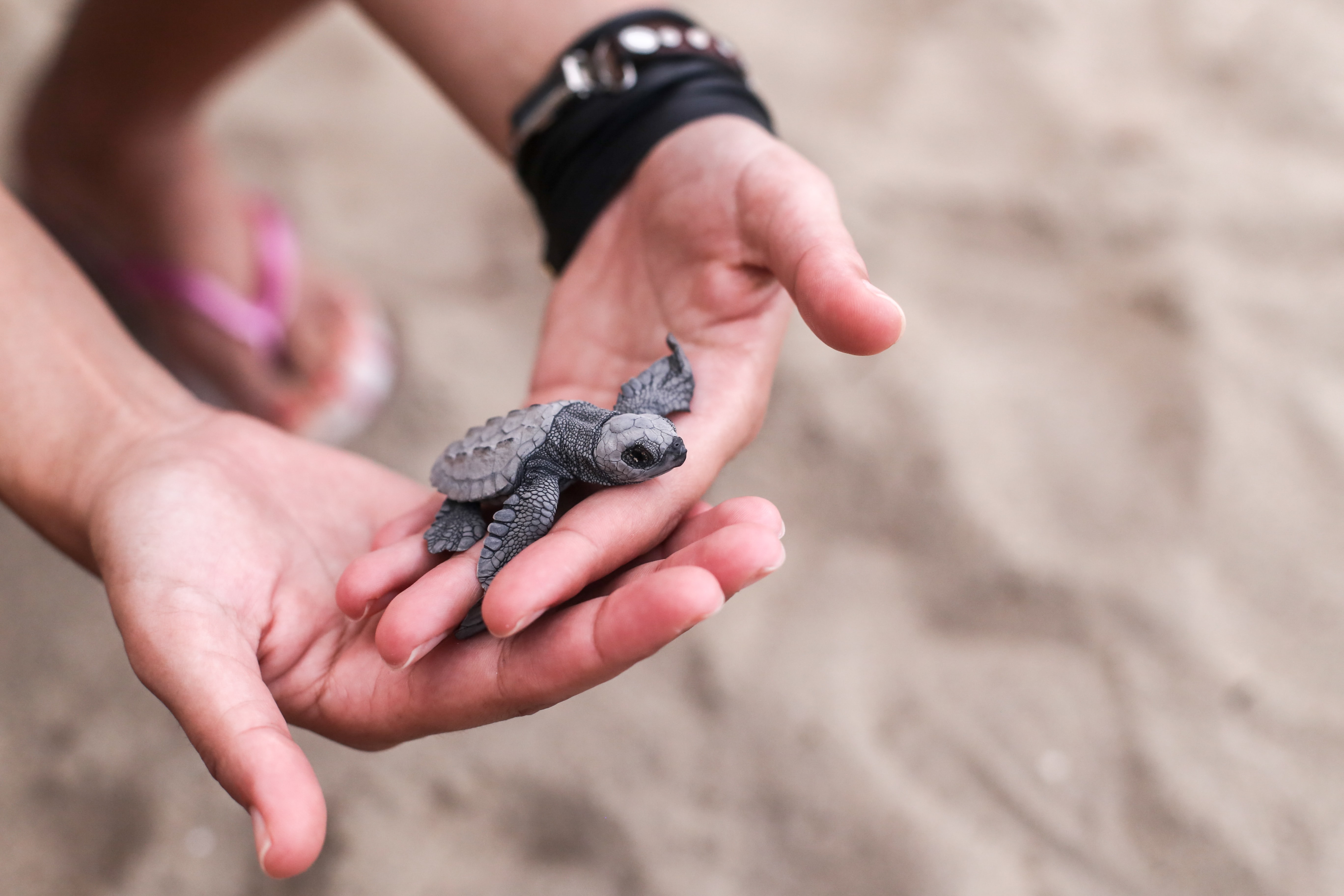 dove vedere caretta caretta